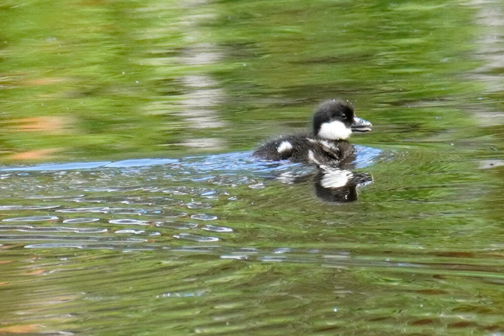 Ingen fotobeskrivning tillgänglig.